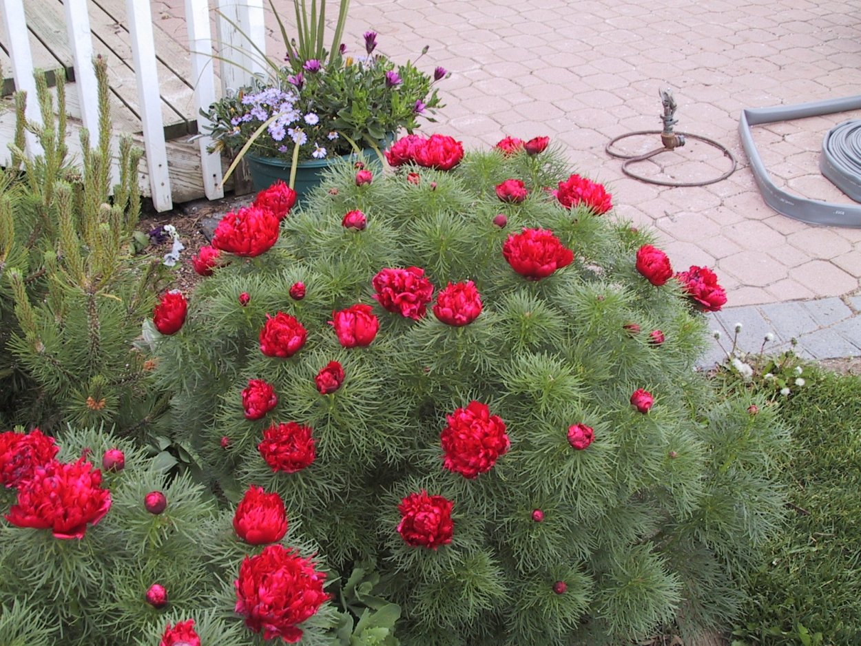 Гортензия Анабель Живая изгородь