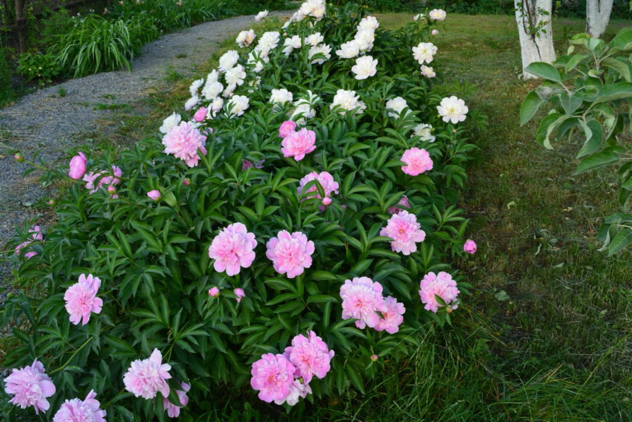 Пион Бартзелла желтый