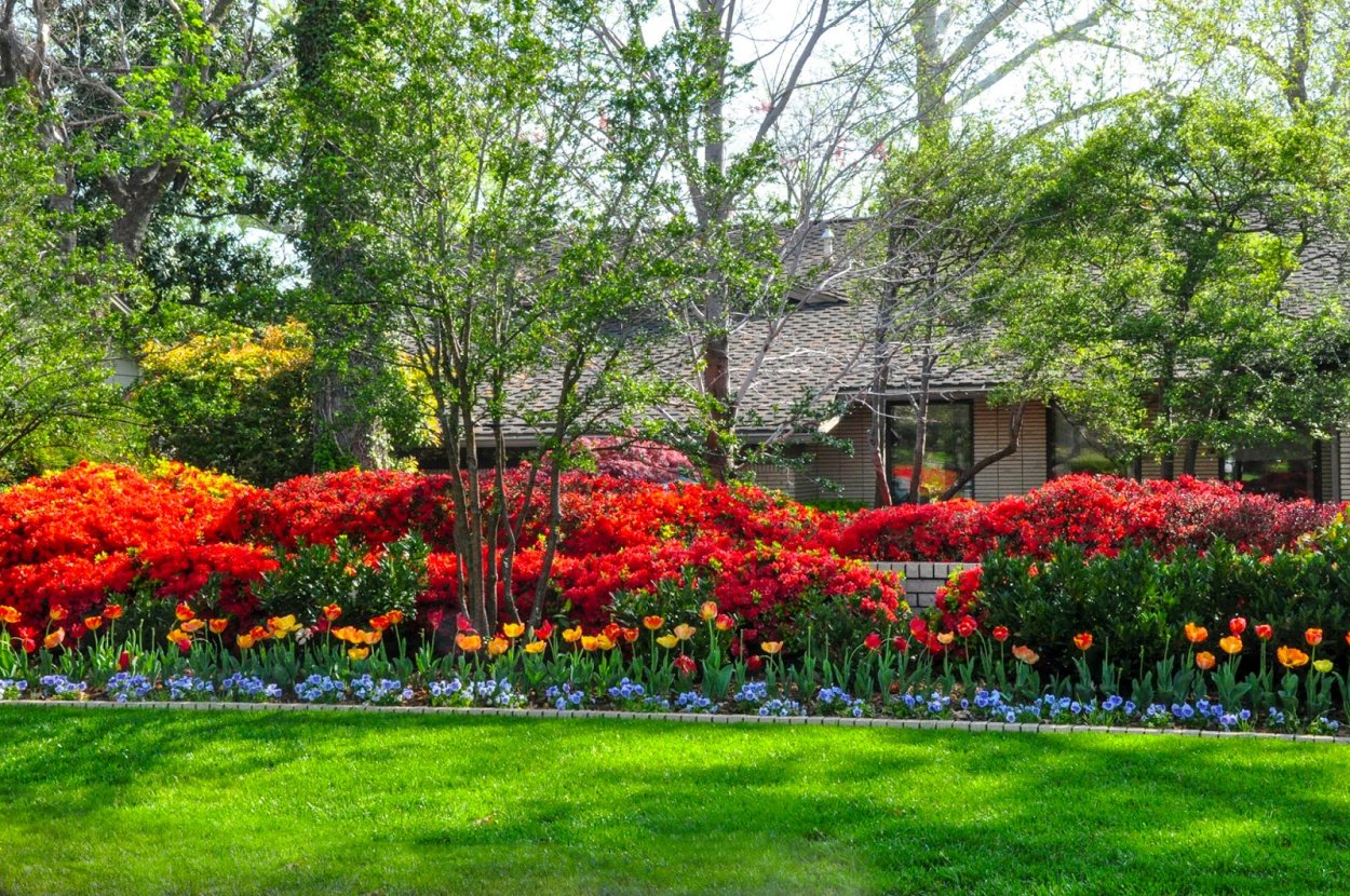 Японский пион тонколистный