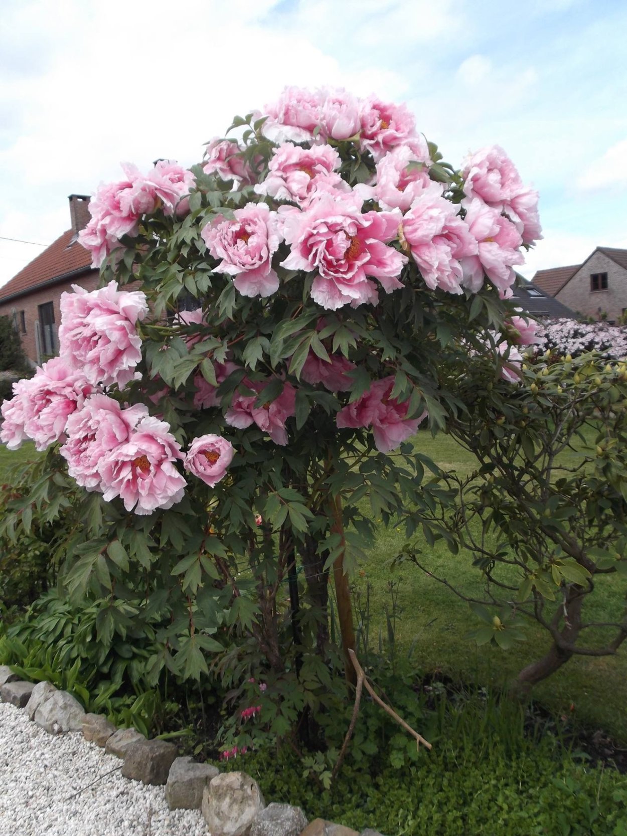 Пион древовидный Баттерфляй