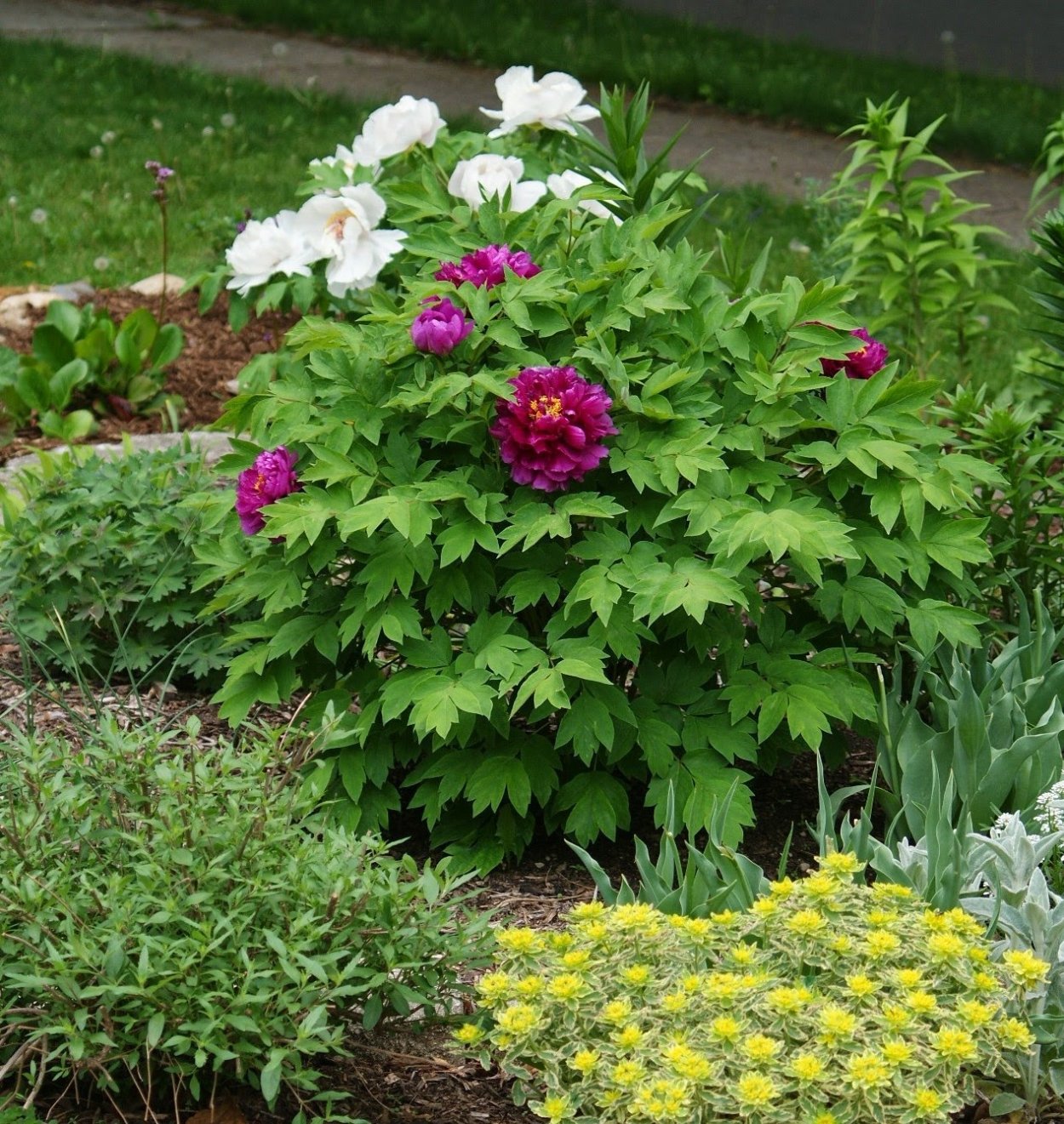 Клумба с древовидным пионом