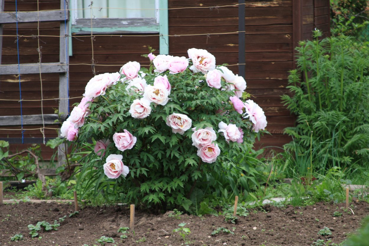 Fusoutukasa пион древовидный