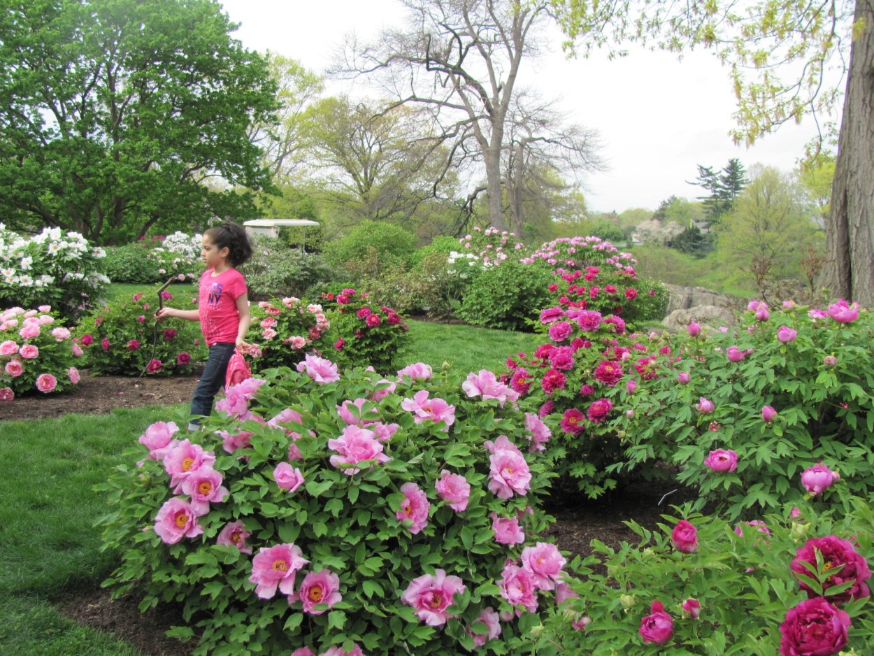 Пион древовидный в миксбордере