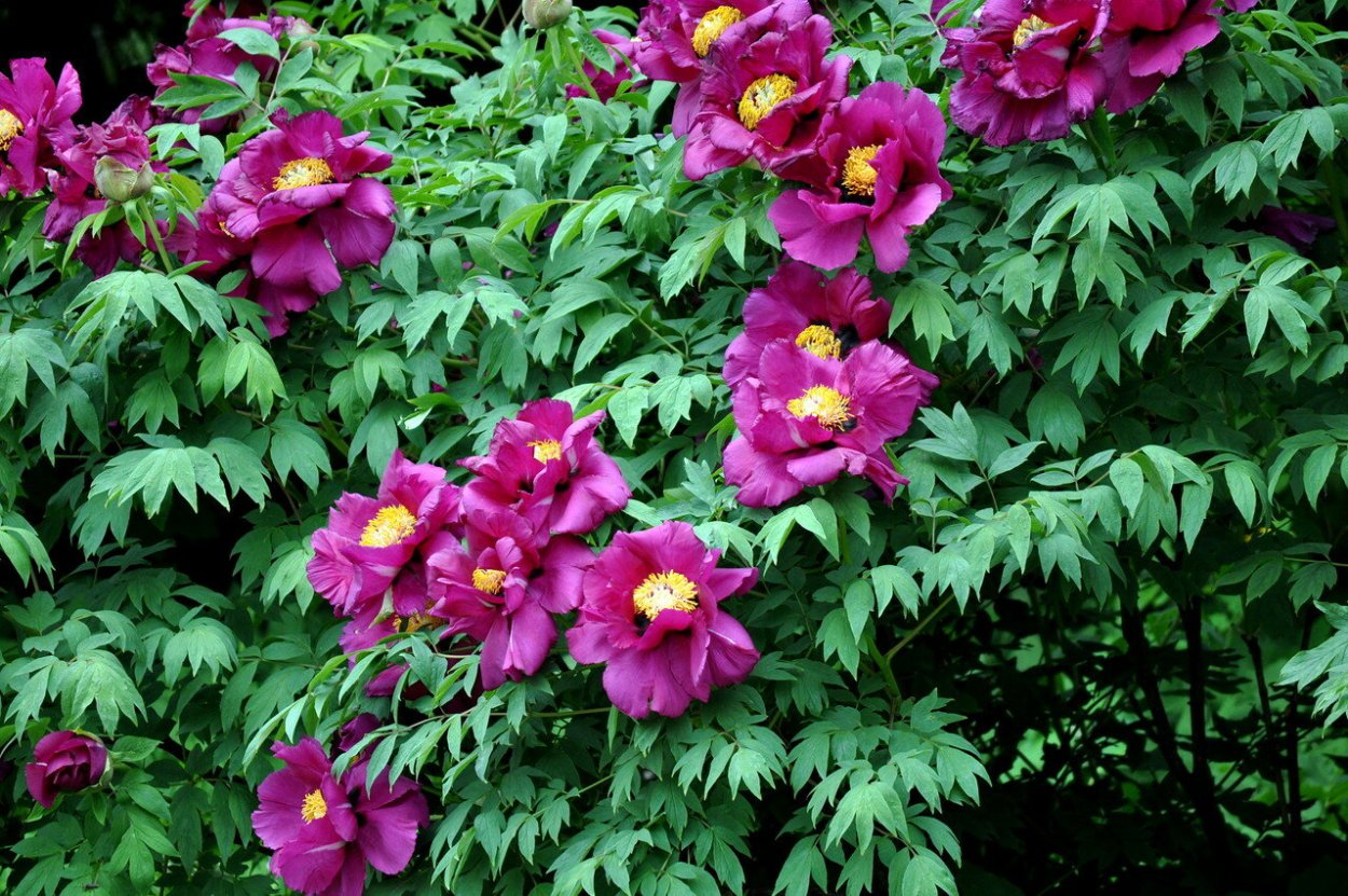 Древовидный пион соседство