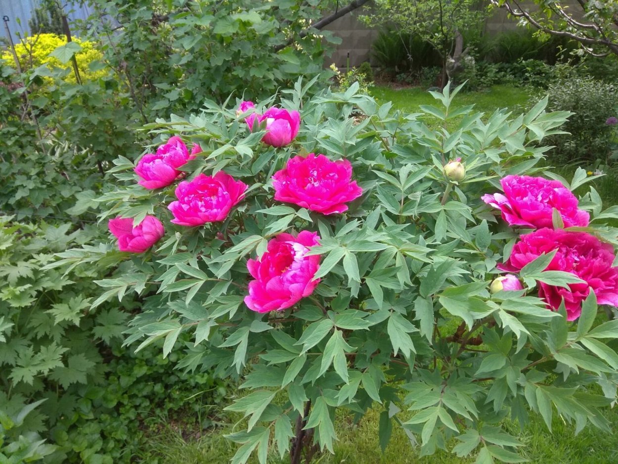 Пион древовидный пурпурная ночь