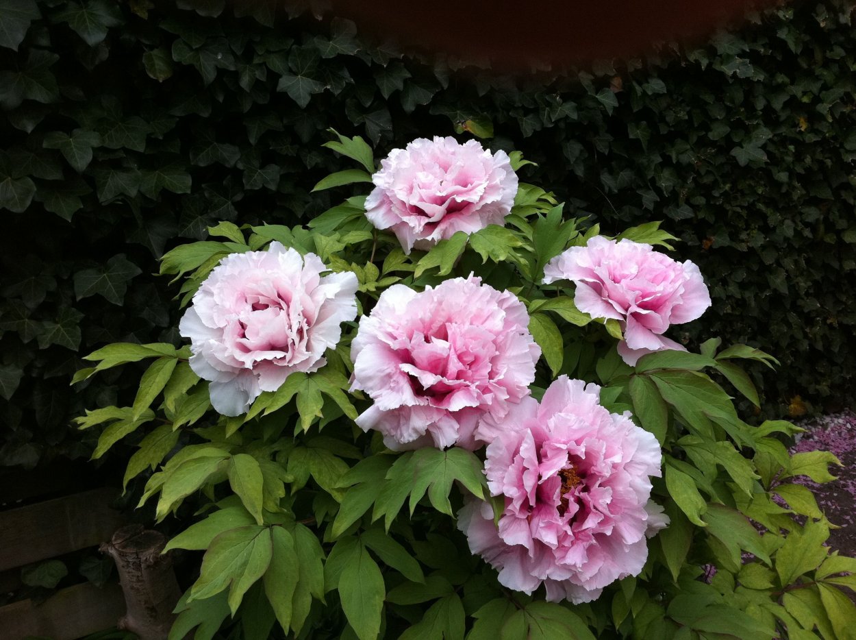 Пион Боскобель