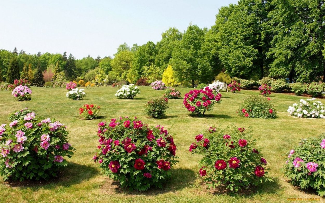 Пион молочноцветковый в клумбе