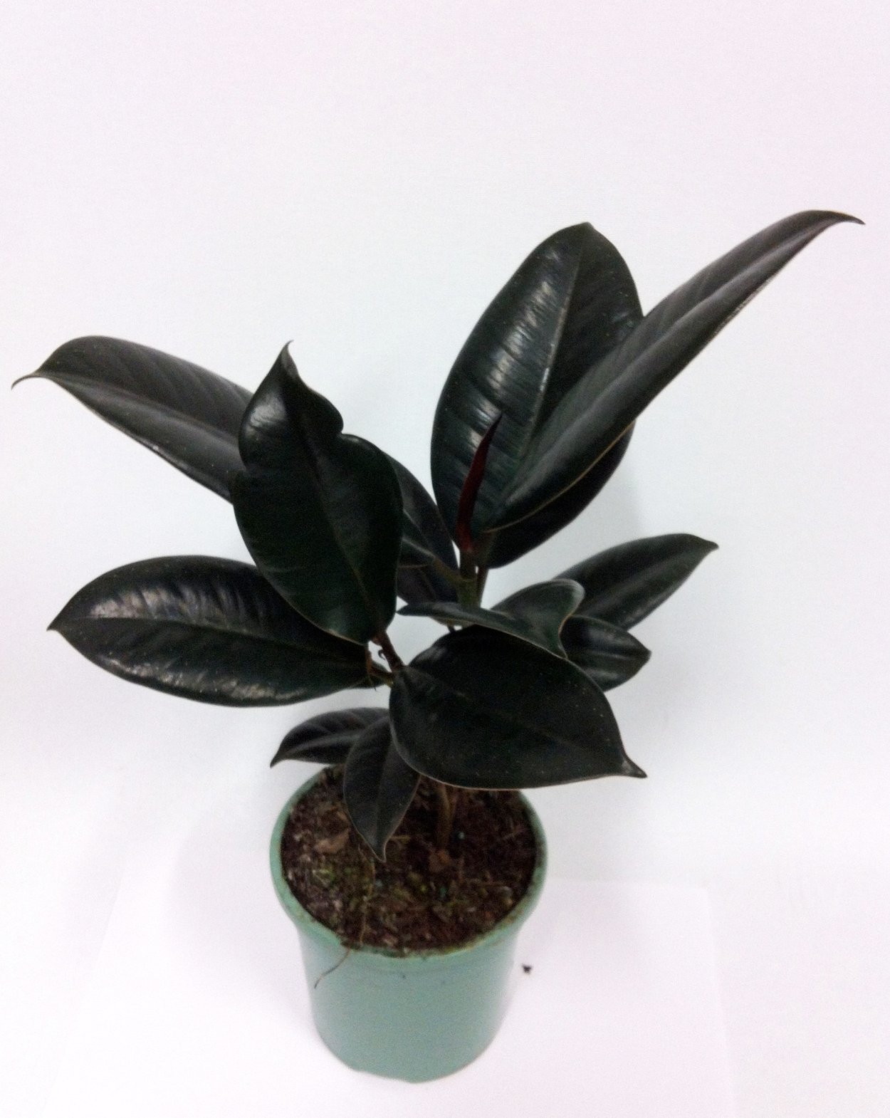 Черный принц (Ficus elastica CV. ‘Black Prince’)