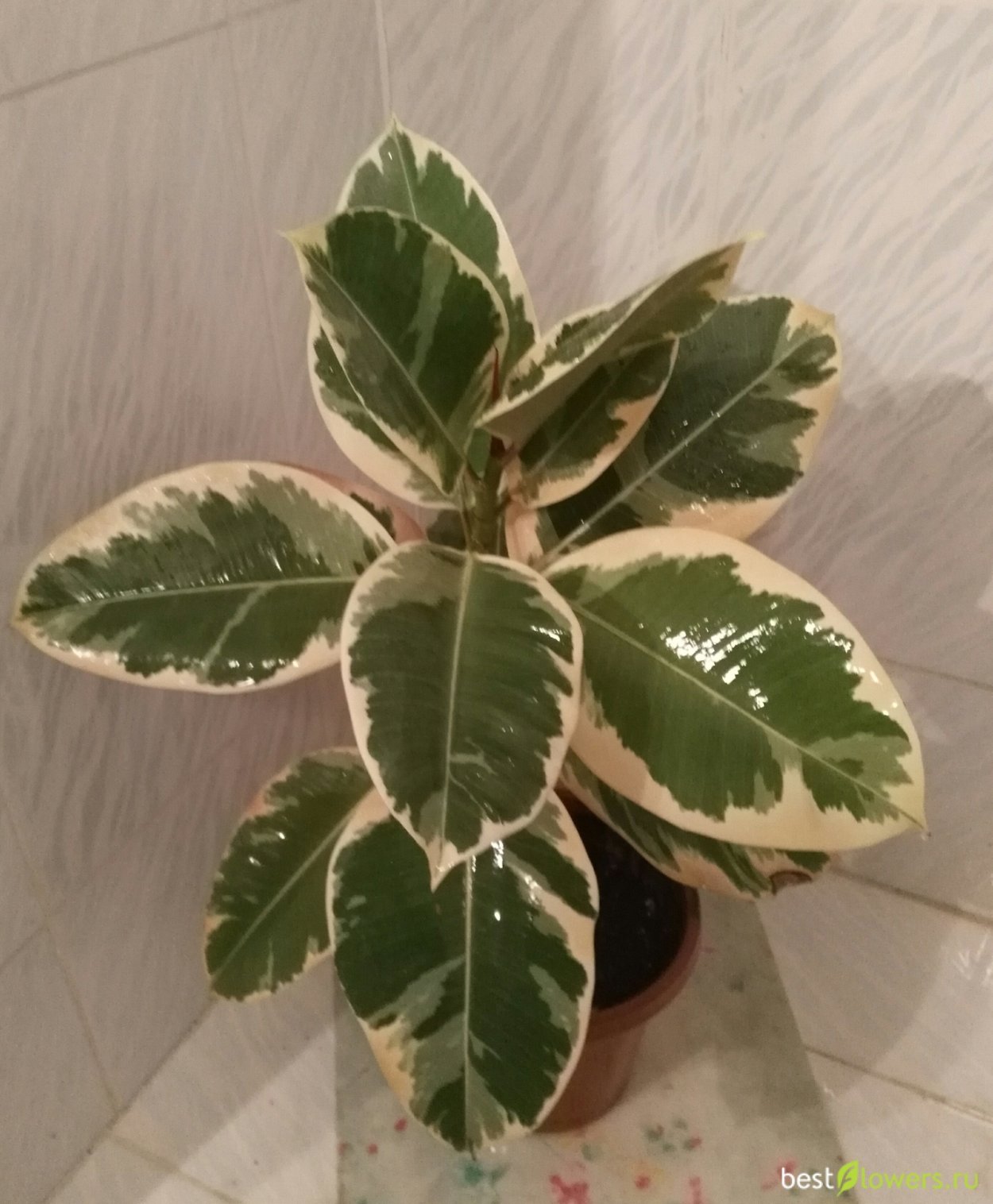 Сорт фикуса эластик Мелани