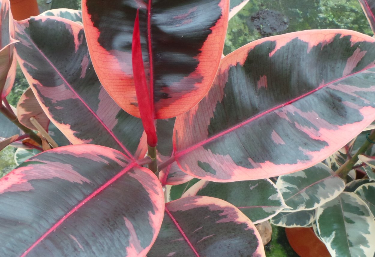 Фикус elastica Burgundy