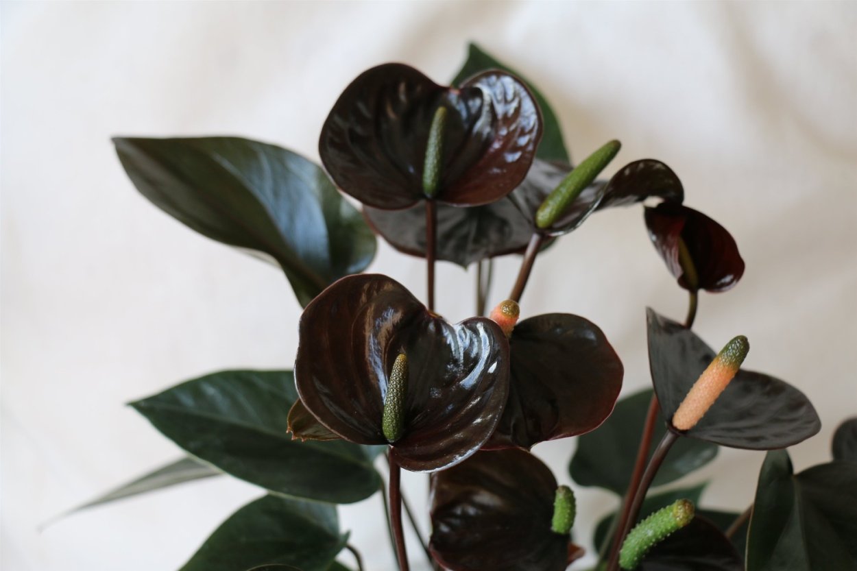 Фикус каучуконосный