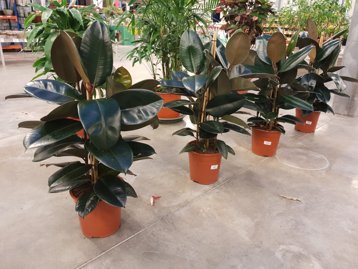 Антуриум Блэк лав