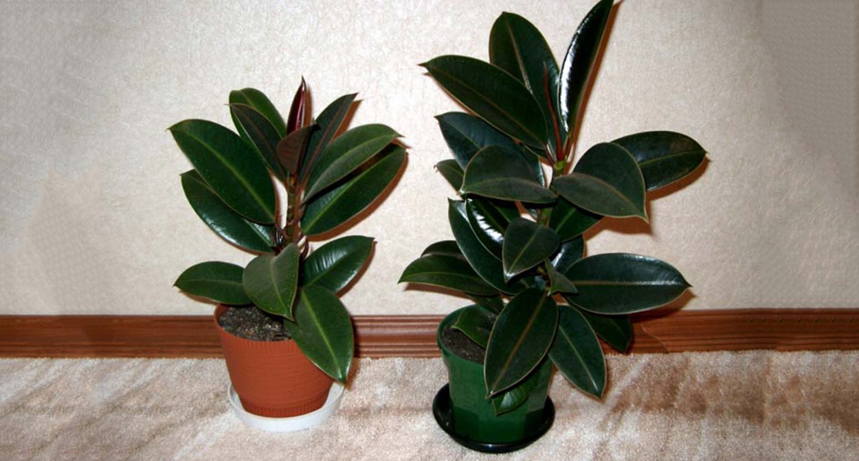 Перец декоративный "черный принц f1"