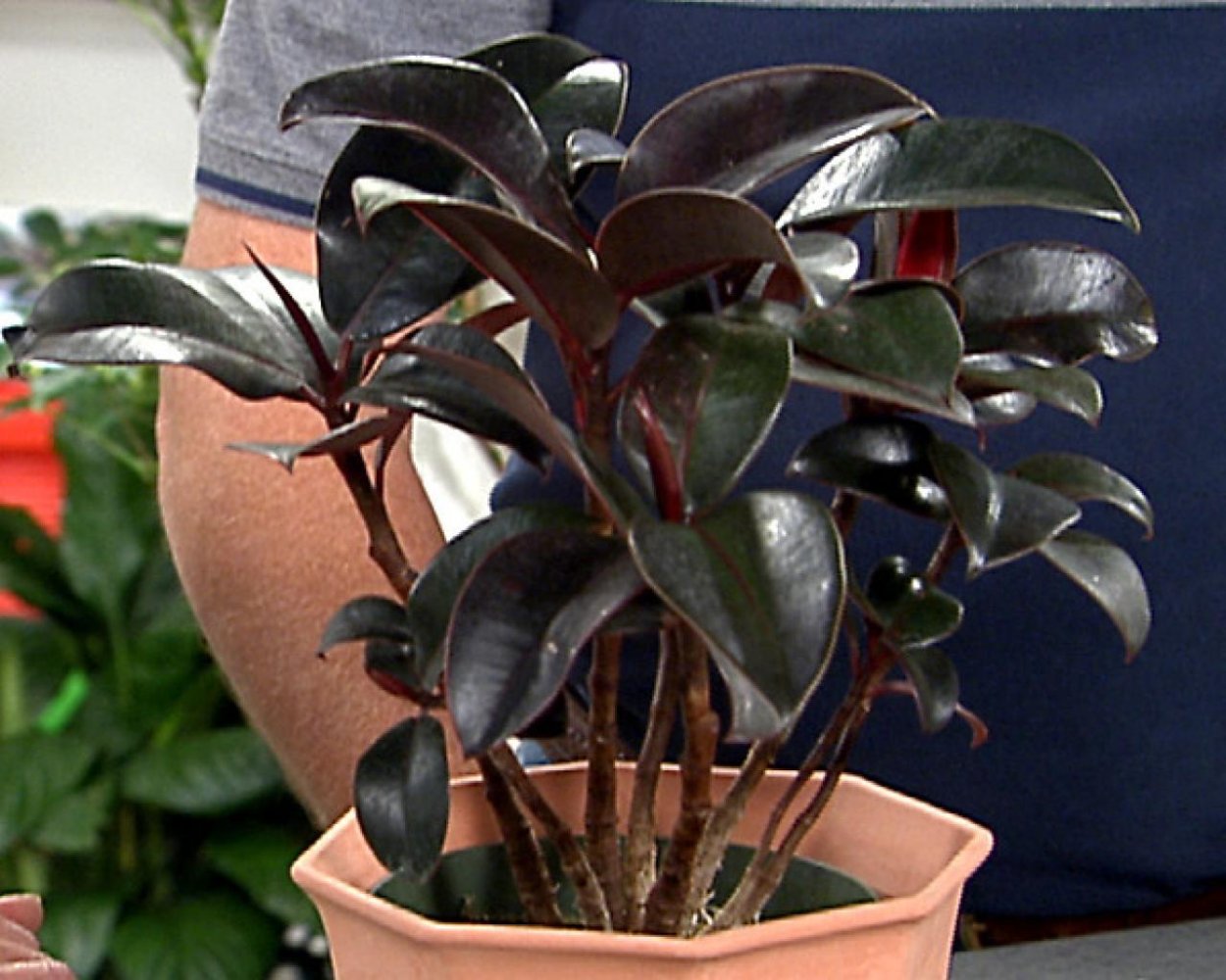 Фикус черный принц