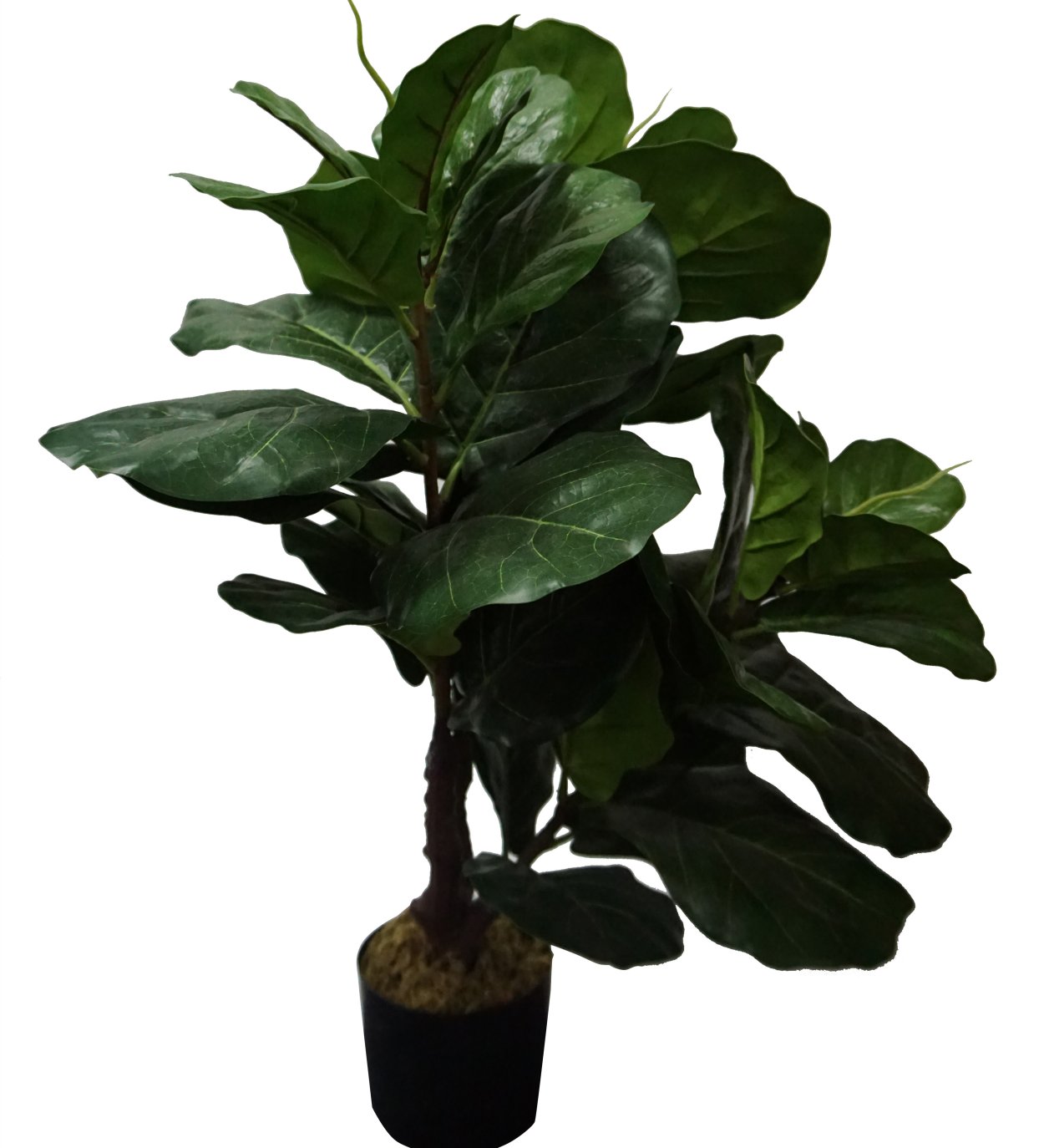 Фикус эластика бургунди