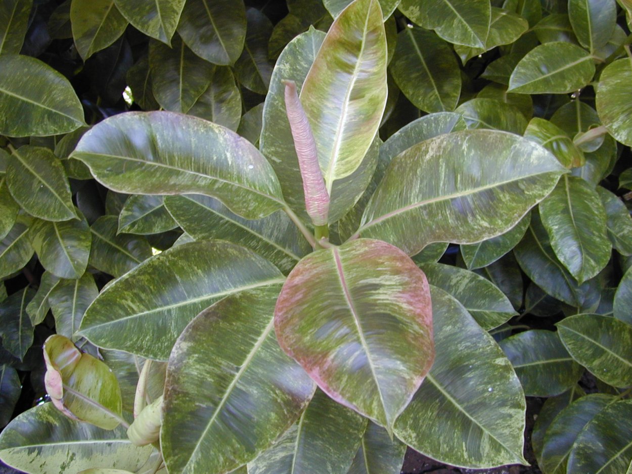 Фикус каучуконосный черный принц