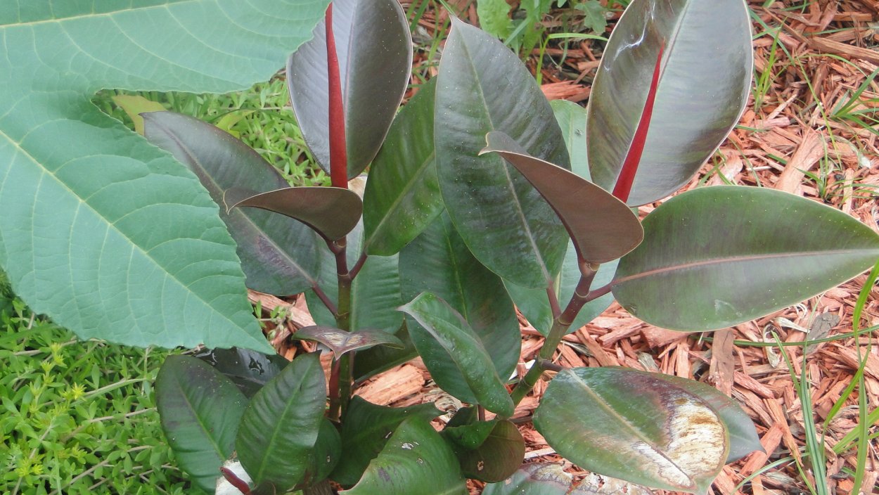 Фикус каучуконосный (Rubber Plant)