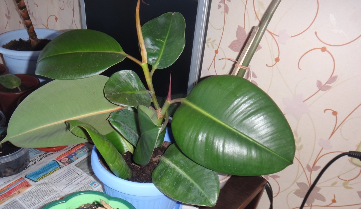 Фикус Белиз и Тинеке