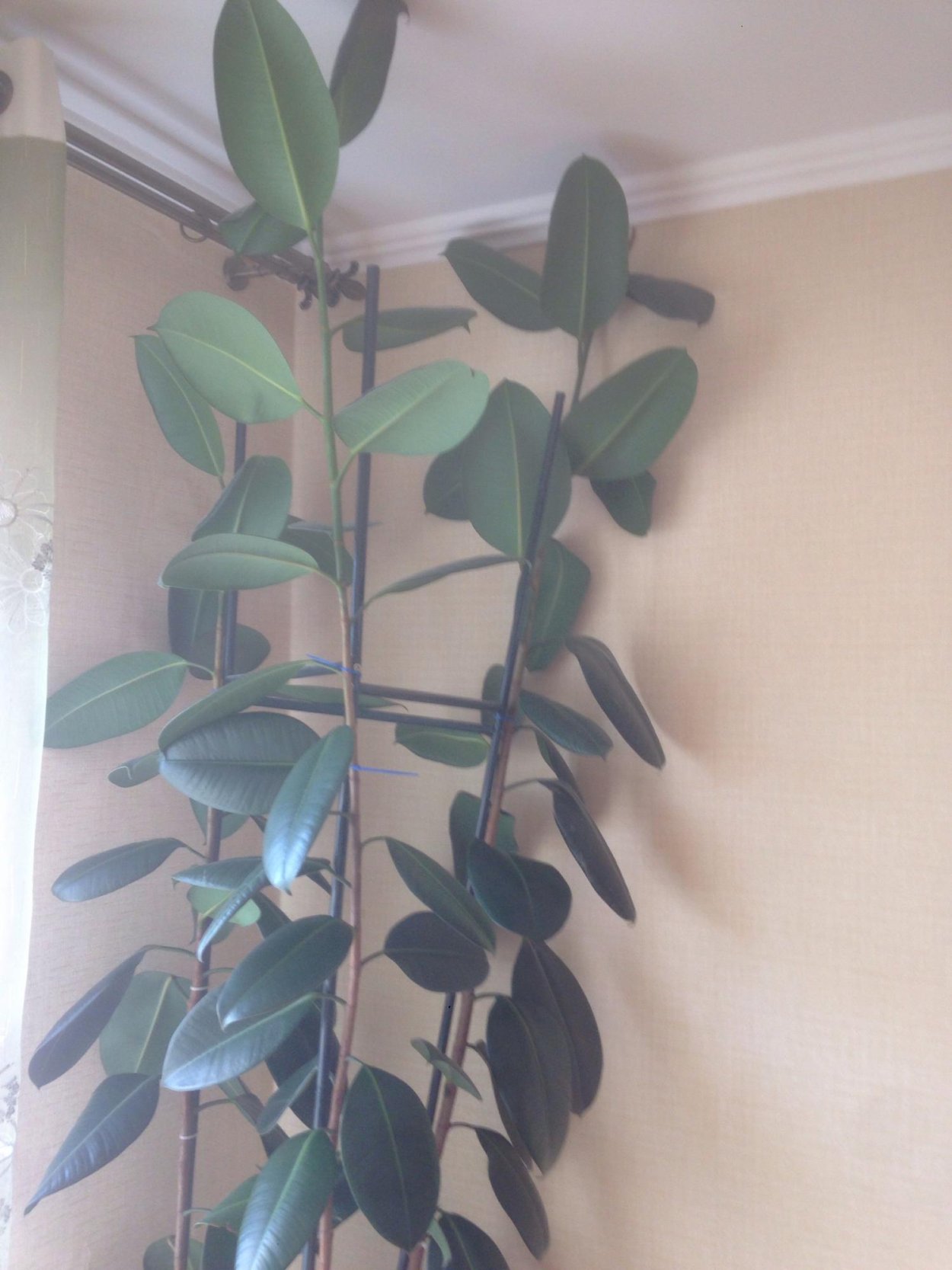 Каучуконосный фикус дерево