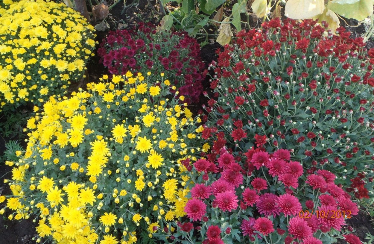 Хризантема низкорослая многолетняя