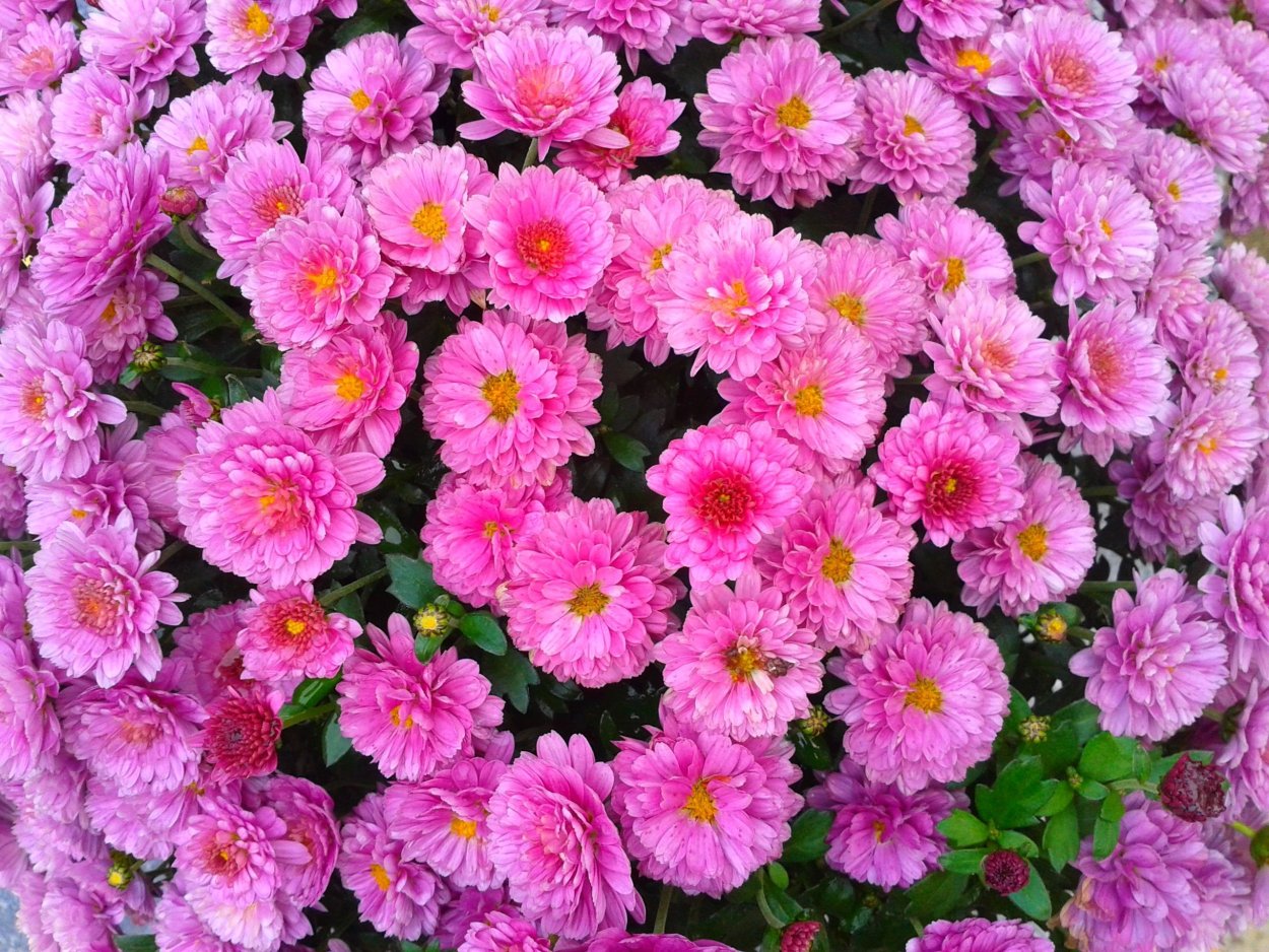 Хризантема мультифлора Молфетта Пинк