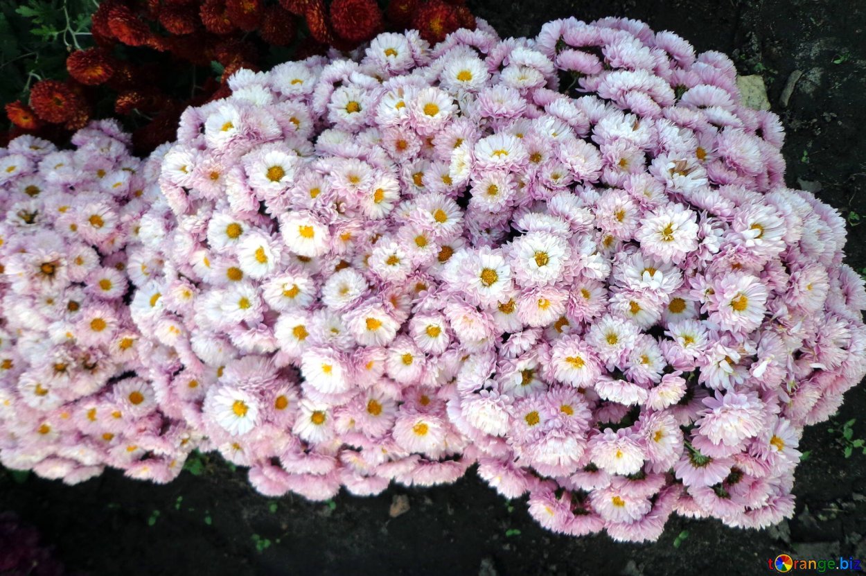Хризантема Сноу бол