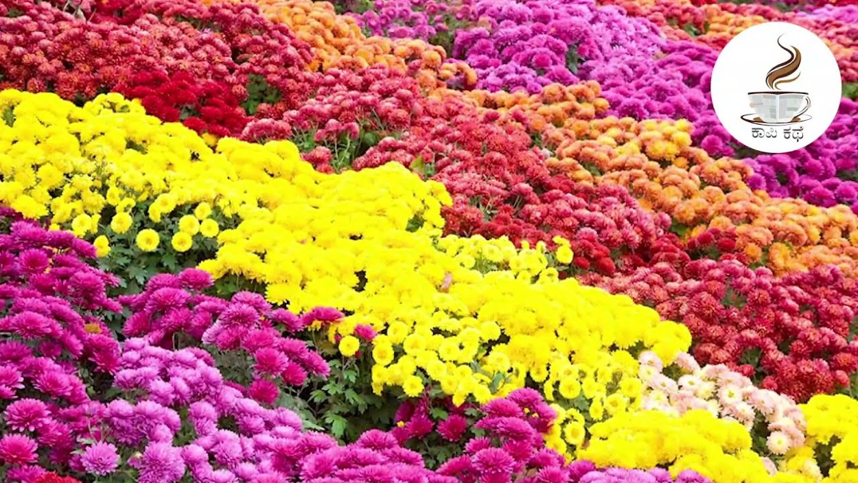 Хризантема низкорослая многолетняя