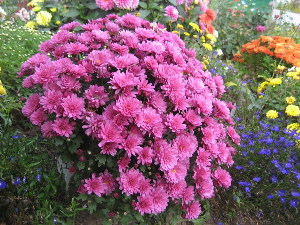 Хризантема мультифлора Арес