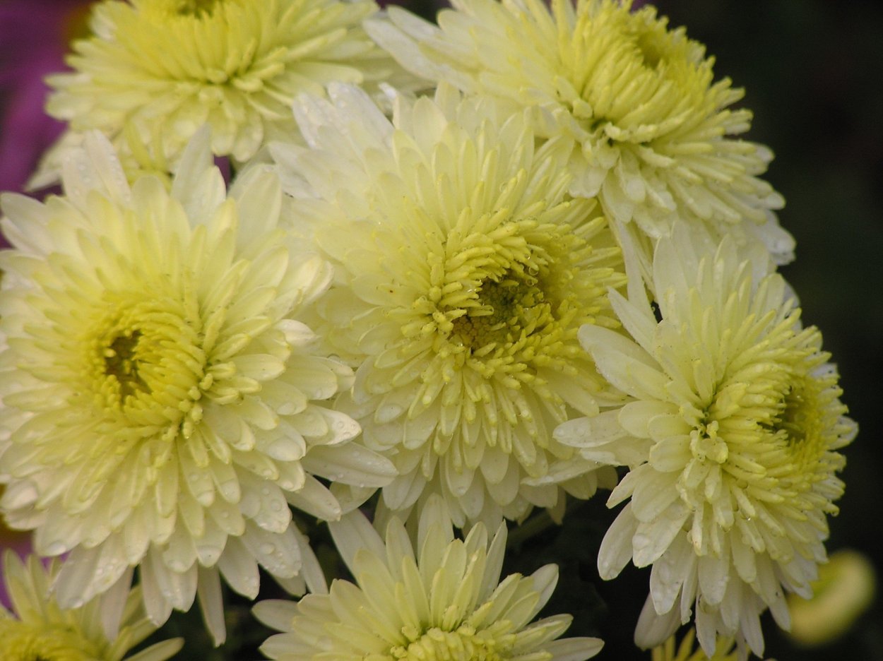 Астра помпонная низкорослая