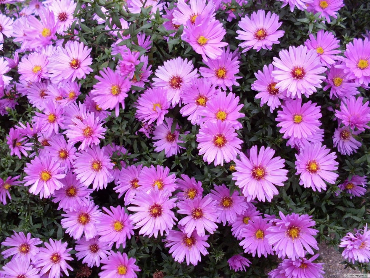 Астра кустарниковая Aster dumosus