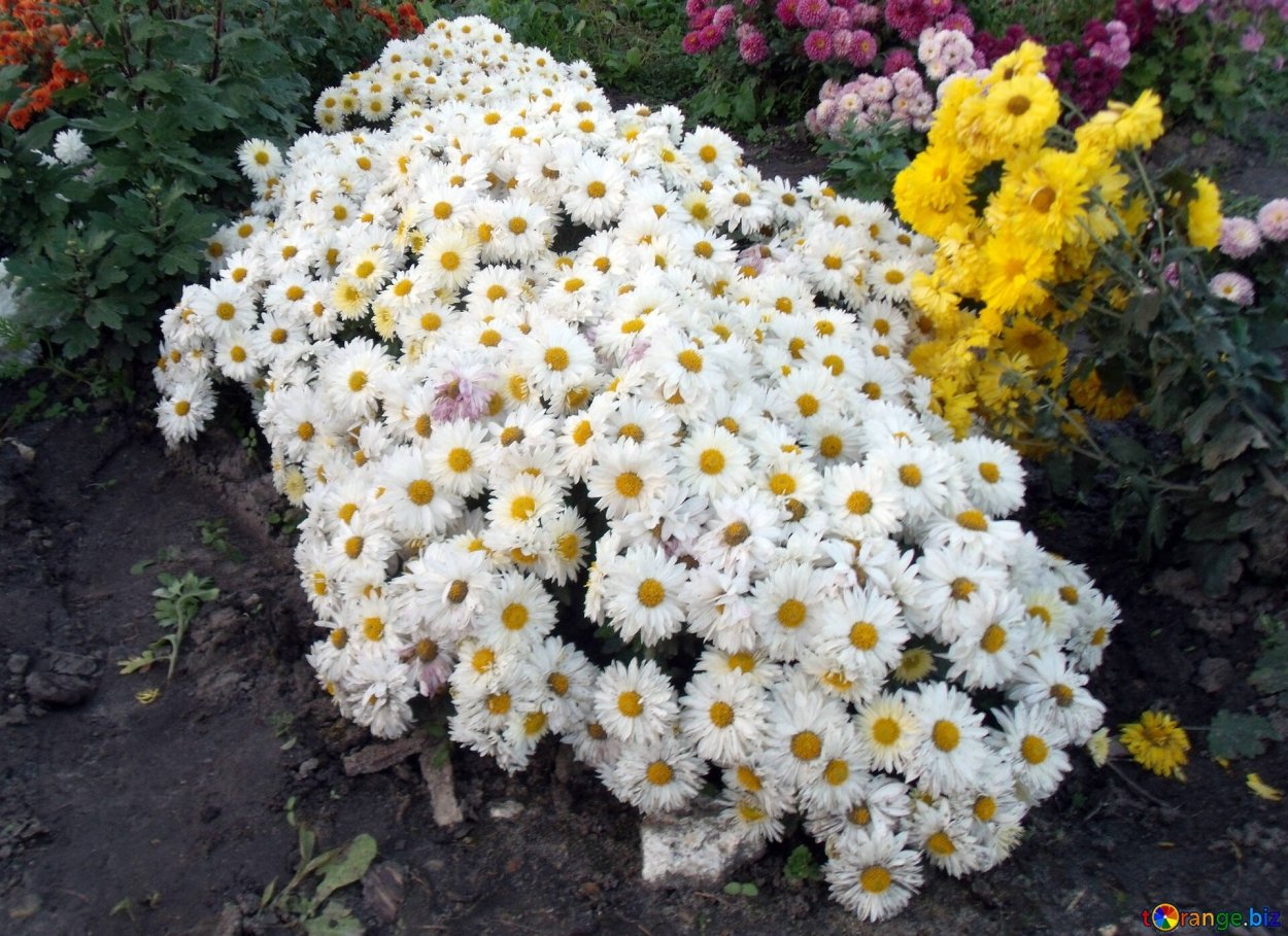 Хризантема мультифлора Ромашковая