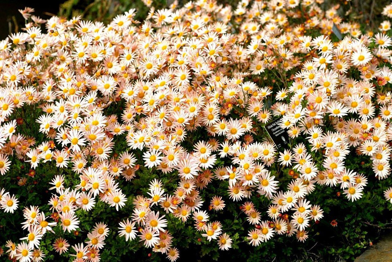 Хризантема одноголовая Анастасия белая