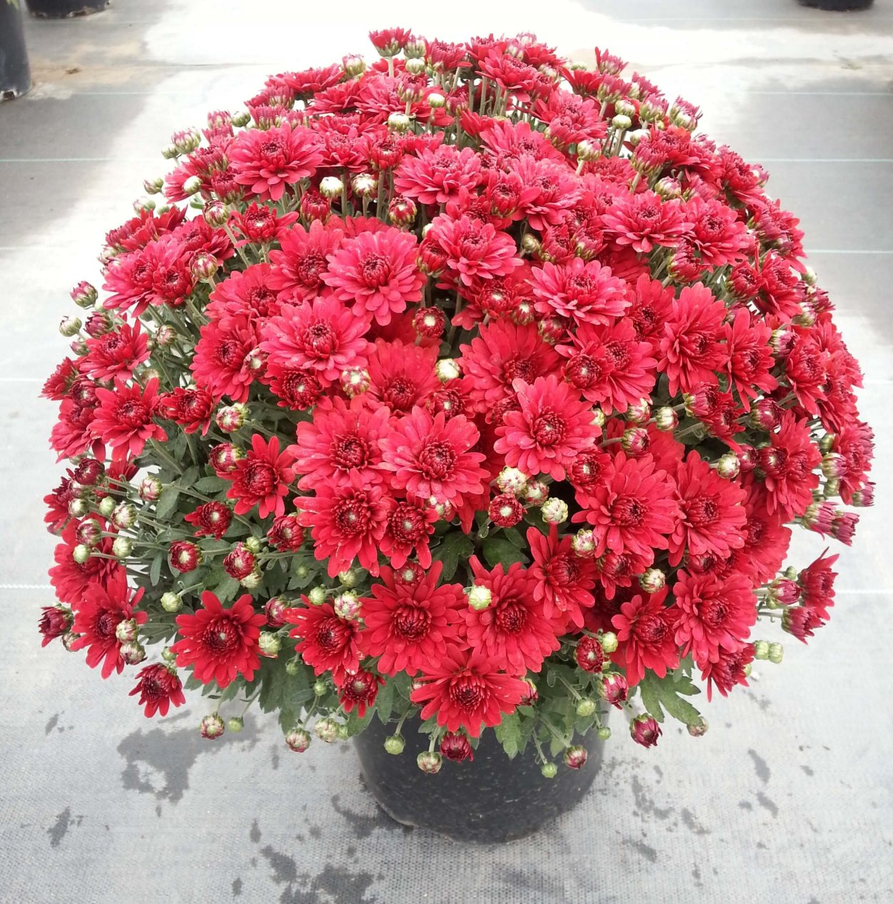 Хризантема мультифлора низкорослая