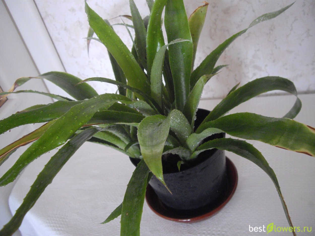 Виссманния килеватая Пальма