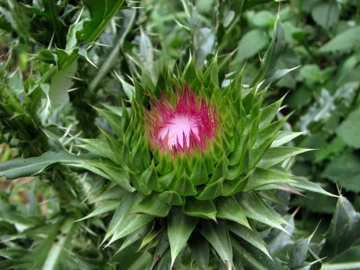 Бромелиевые Амазонка