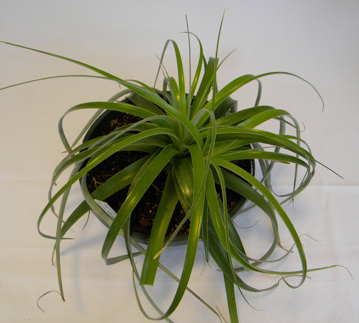 Крапива Онгаонга