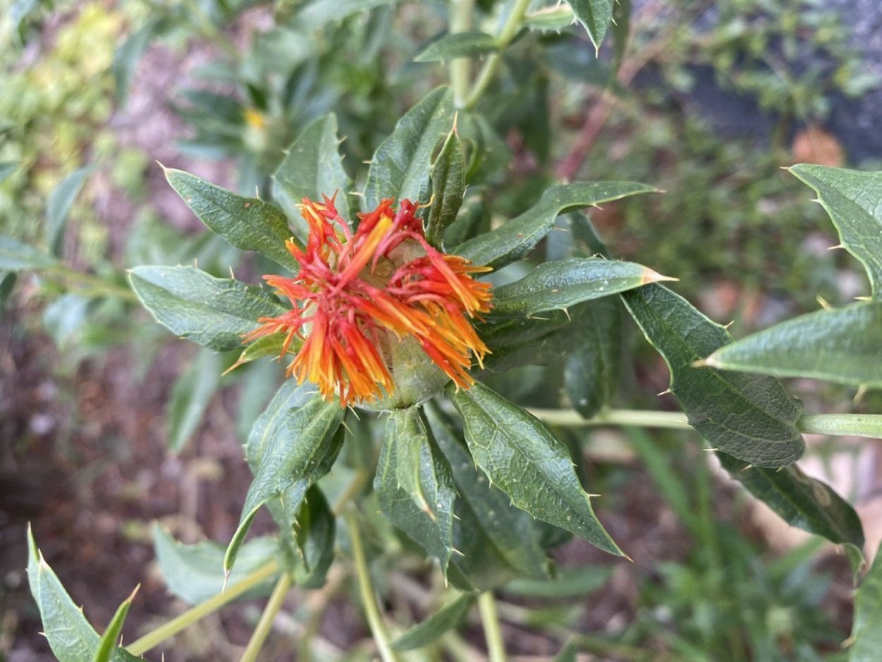 Цветок с колючими листьями