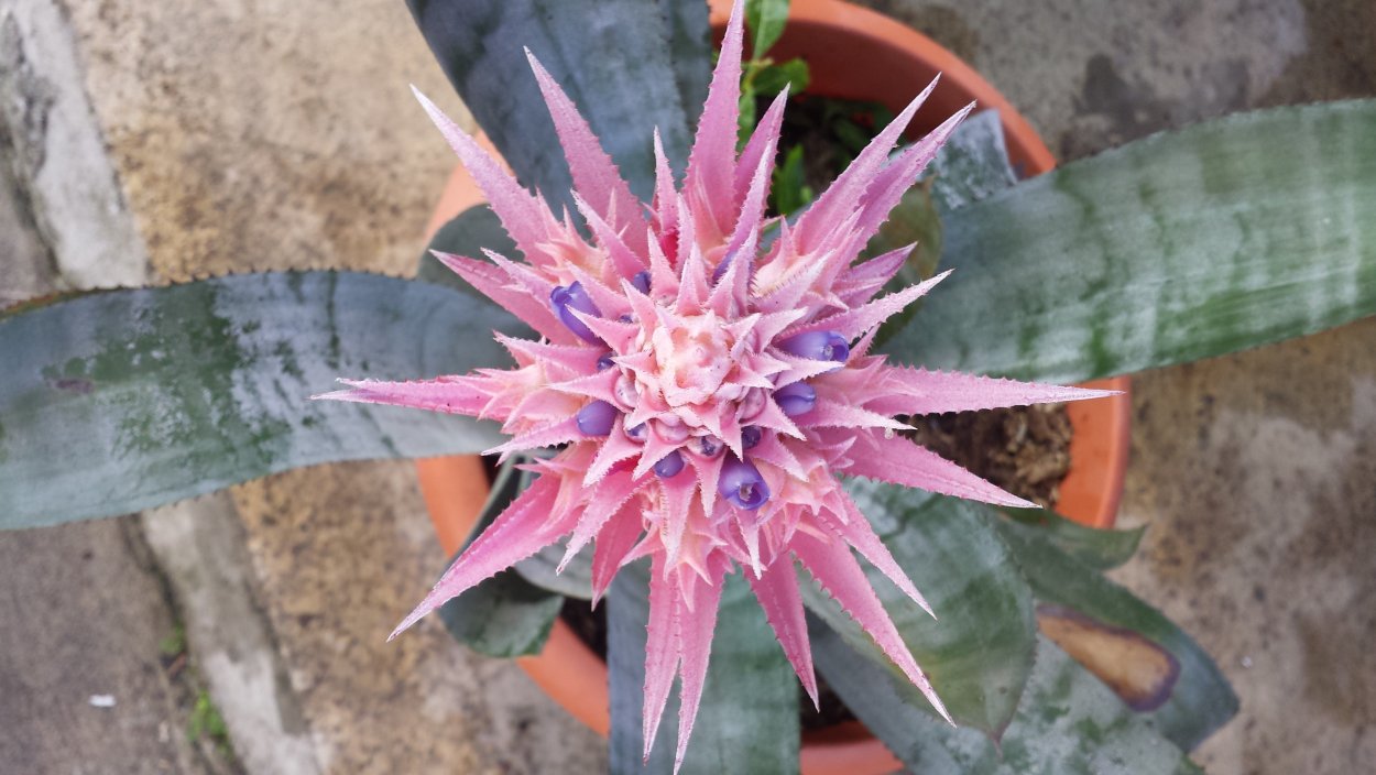 Хлорофитум панданус