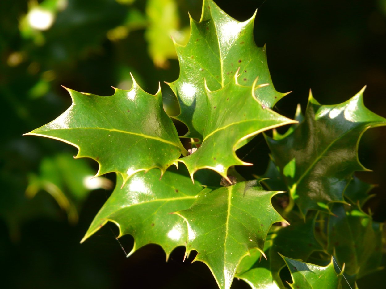 Падуб с колючими листьями