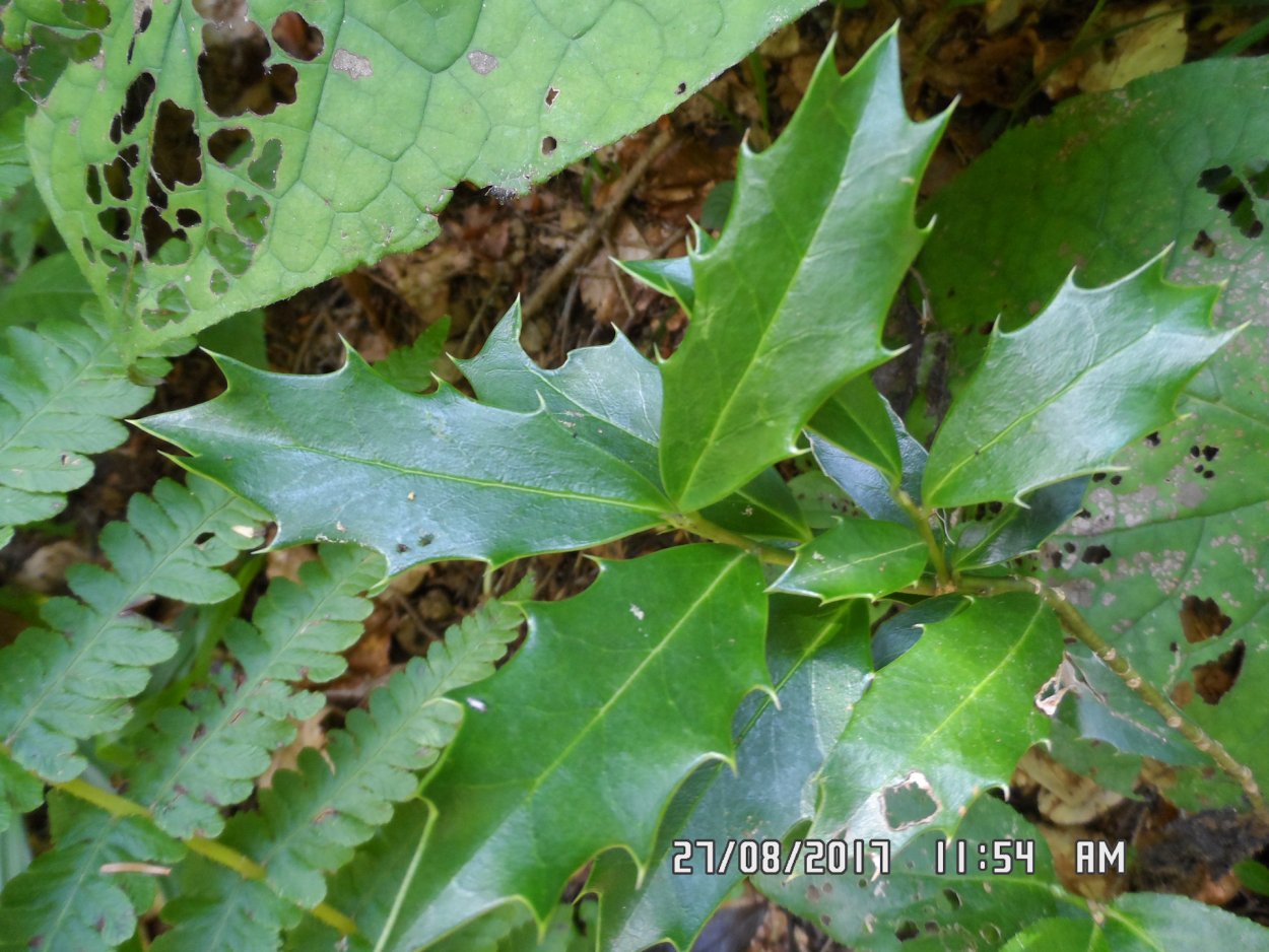 Бромелиевые с колючими листьями