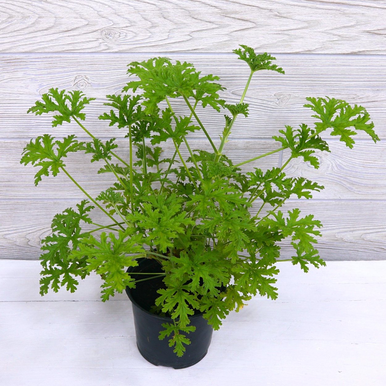 Герань Чарити