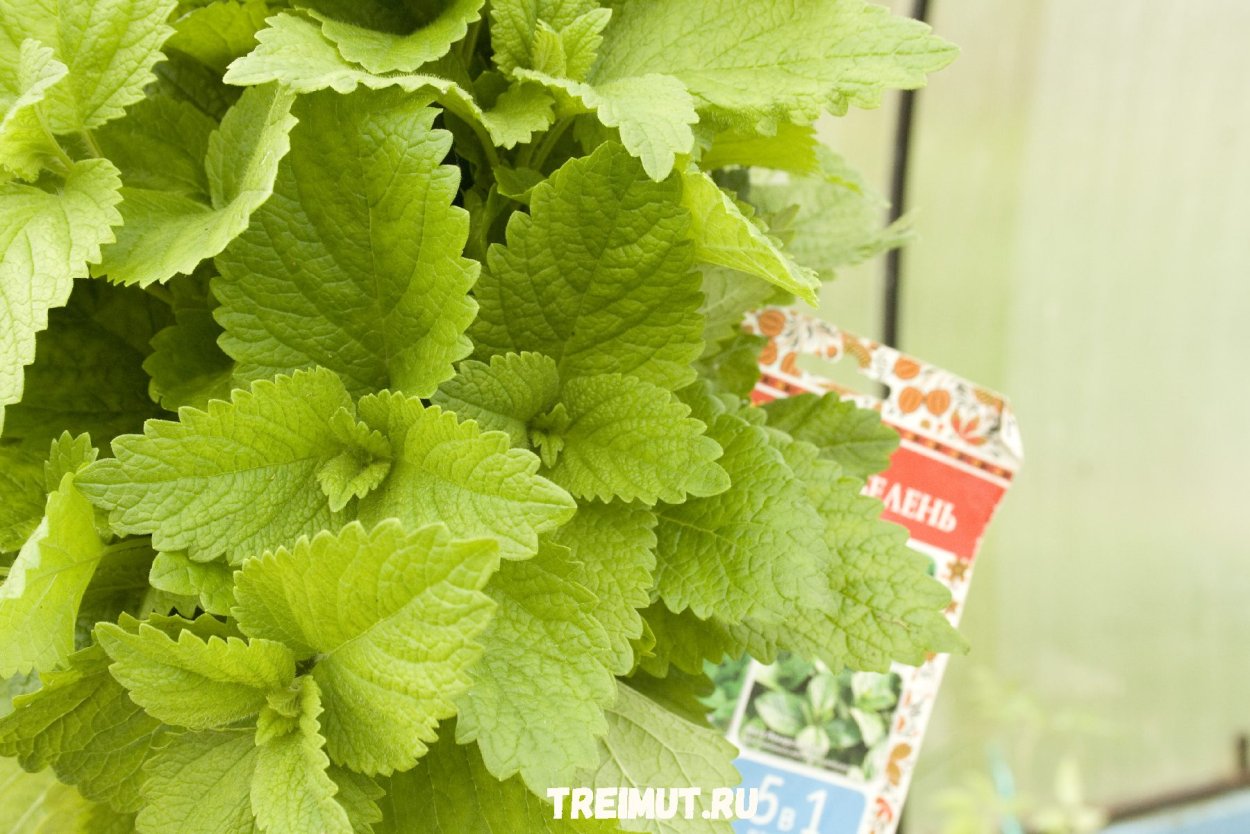 Мелисса лимонный аромат