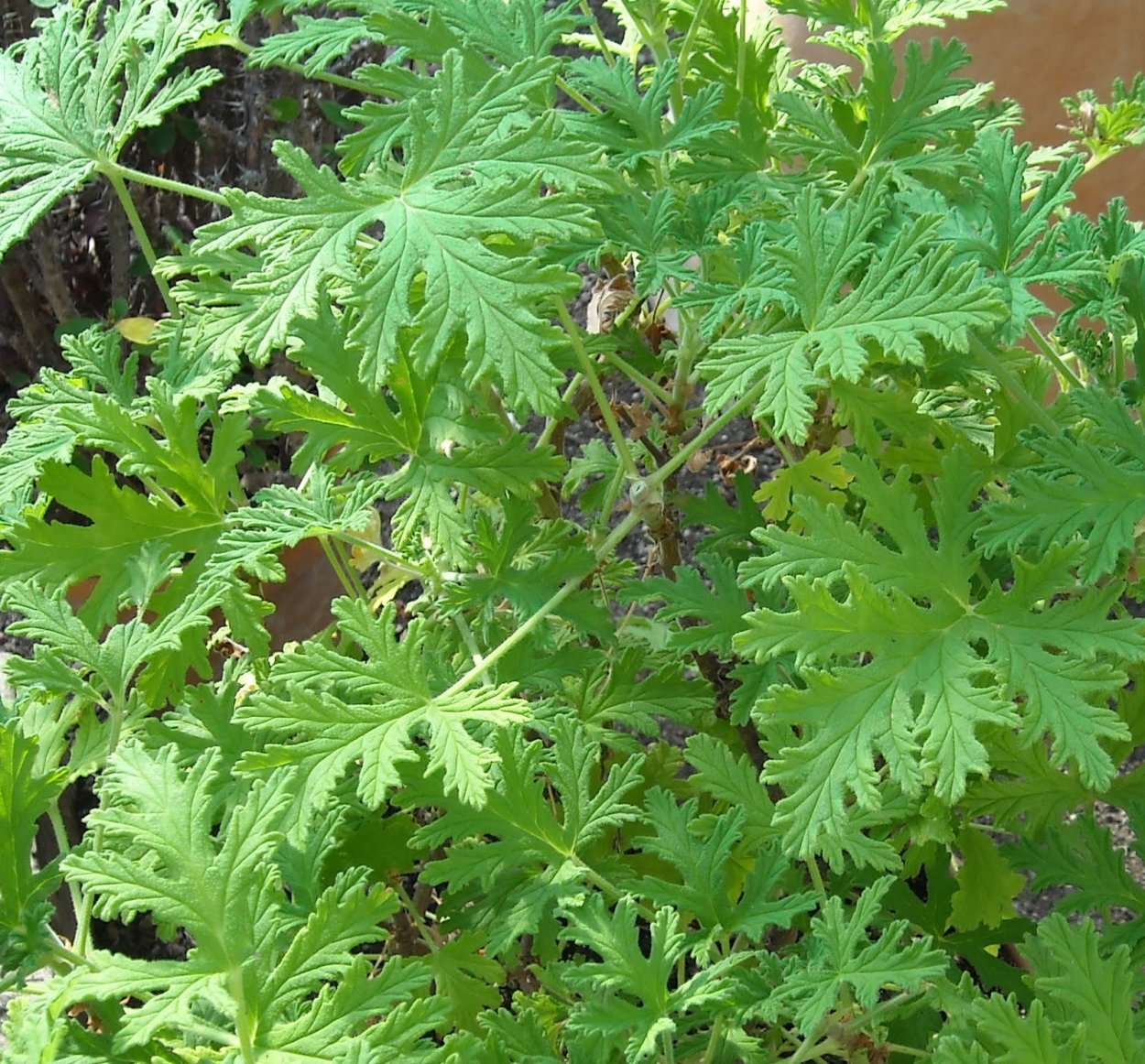 Плектрантус ароматный мята