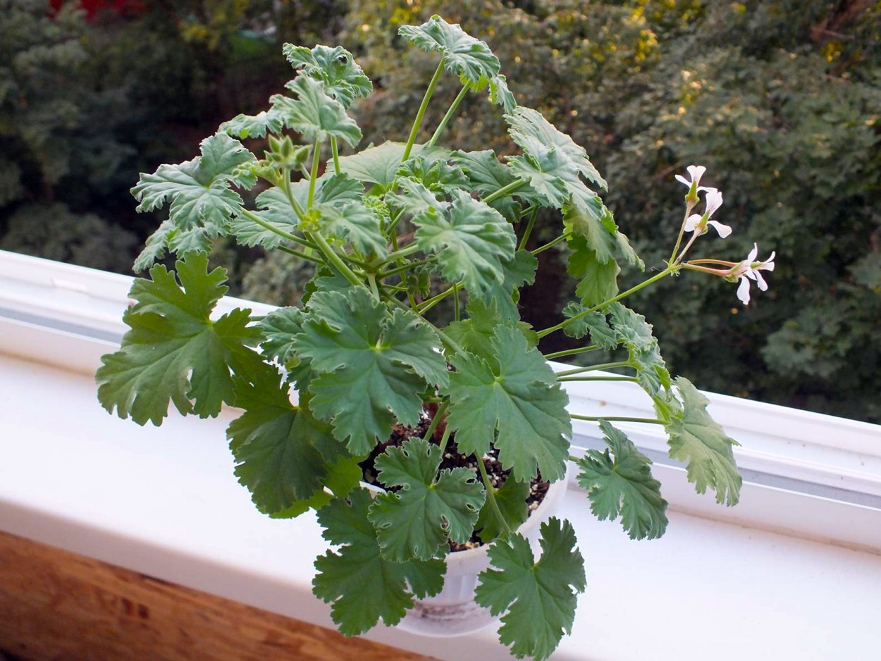 Плектрантус мутовчатый