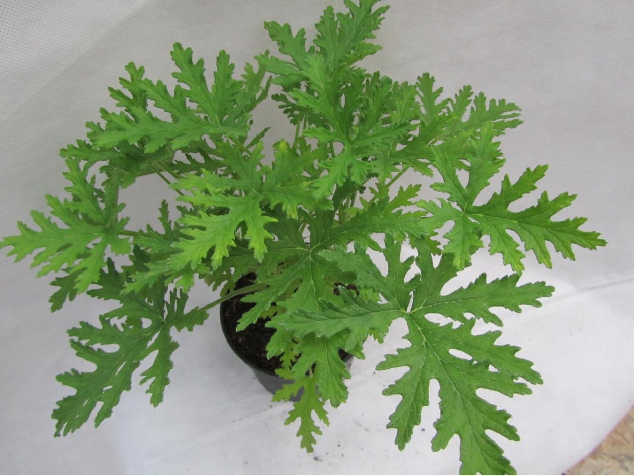 Лайм аурантифолия