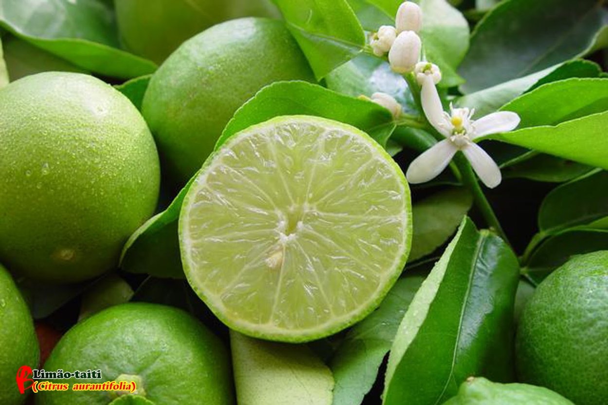 Плектрантус шпороцветник