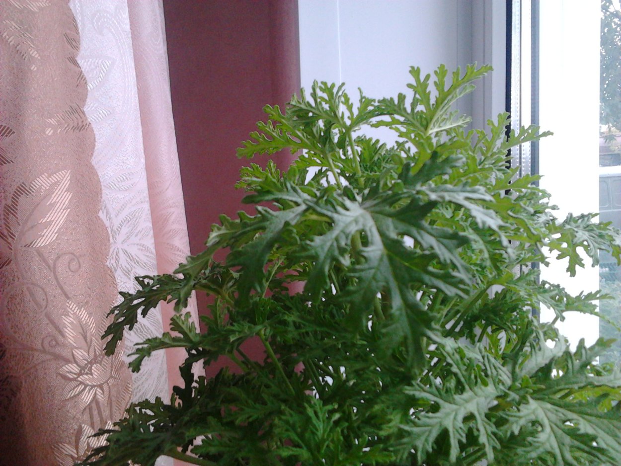 Пеларгония душистая Гравеоленс