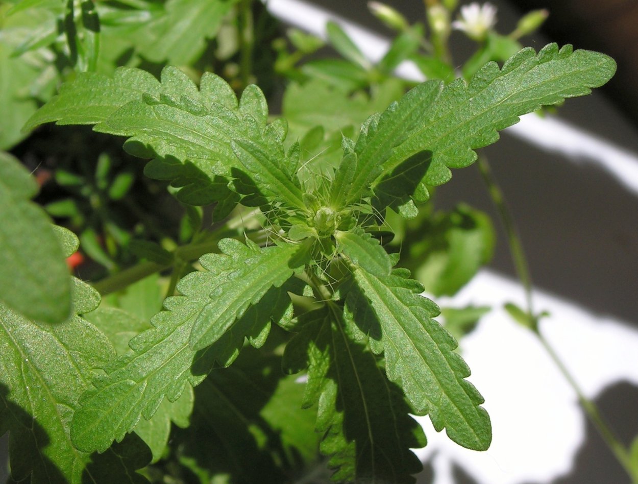 Мелисса лекарственная кадриль