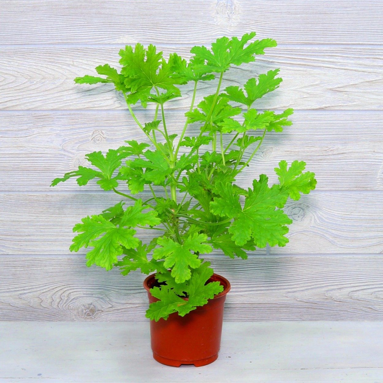 Герань душистая