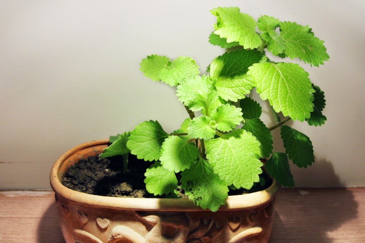 Плектрантус комнатная мята